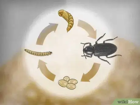 Imagen titulada Breed Mealworms Step 6