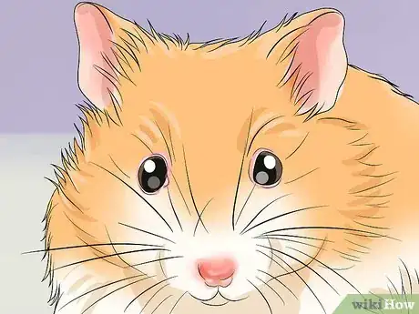 Imagen titulada Get Rid of Mites on Hamsters Step 1