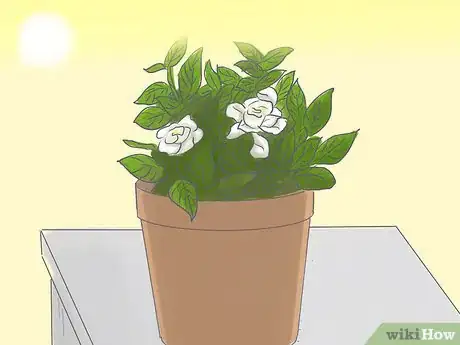 Imagen titulada Raise Gardenias in Pots Step 5