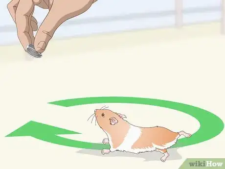 Imagen titulada Teach a Hamster Tricks Step 8