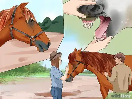 Imagen titulada Tell a Horse's Age by Its Teeth Step 10