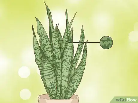 Imagen titulada Care for a Sansevieria or Snake Plant Step 1