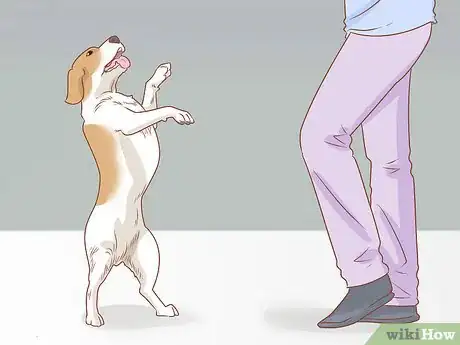 Imagen titulada Teach Your Dog to Dance Step 11