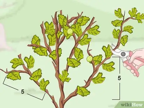 Imagen titulada Prune Gooseberries Step 10