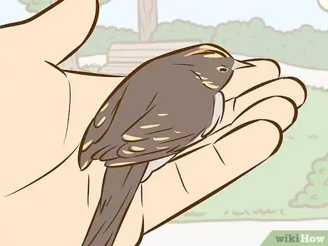 Imagen titulada Help a Baby Bird That Has Fallen Out of a Nest Step 3