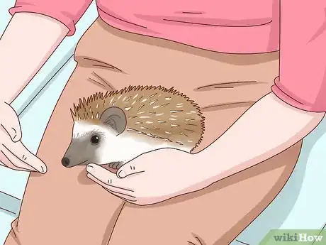 Imagen titulada Take Care of a Hedgehog Step 4