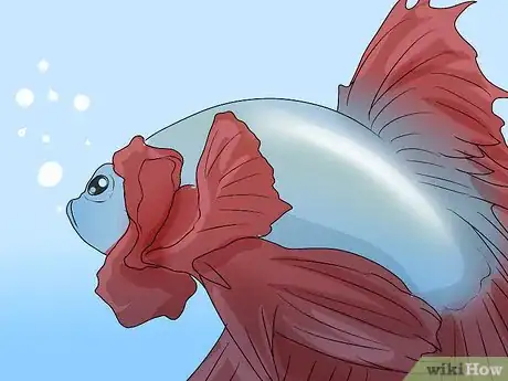 Imagen titulada Determine the Sex of a Betta Fish Step 9