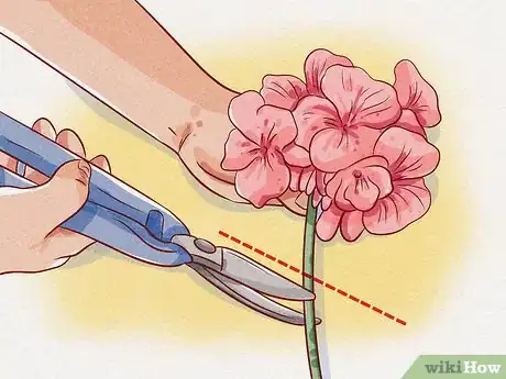 Imagen titulada Prune Geraniums Step 7