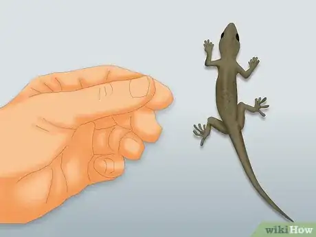 Imagen titulada Catch a Lizard Without Using a Trap Step 19