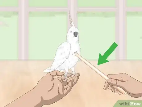 Imagen titulada Deal with an Aggressive Cockatoo Step 12