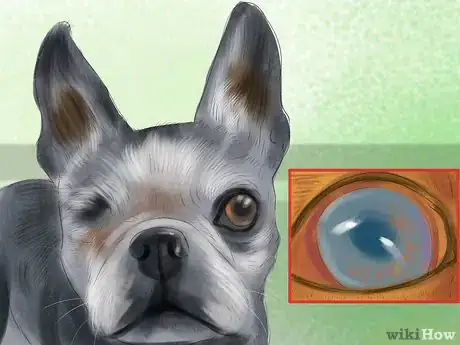 Imagen titulada Diagnose Eye Problems in Boston Terriers Step 1