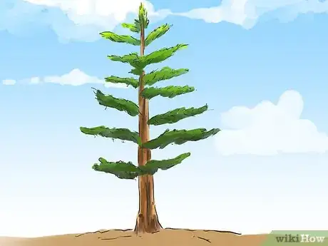 Imagen titulada Identify Pine Trees Step 9