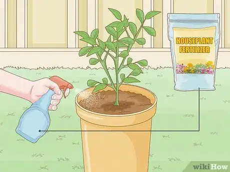 Imagen titulada Grow a Peony in a Pot Step 9