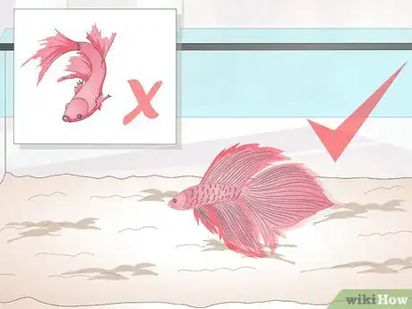 Imagen titulada Train Your Betta Fish Step 2