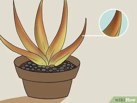 Imagen titulada Revive a Dying Aloe Vera Plant Step 11