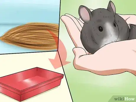 Imagen titulada Potty Train a Chinchilla Step 11