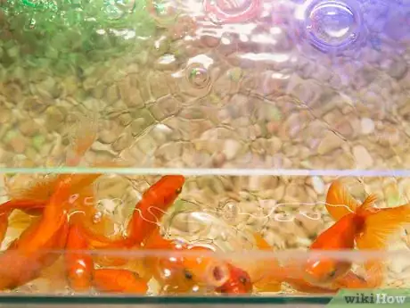 Imagen titulada Feed Goldfish Step 7