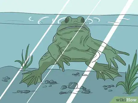 Imagen titulada Take Care of an American Bullfrog Step 14