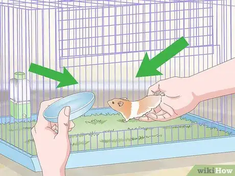 Imagen titulada Keep a Hamster Clean Step 15