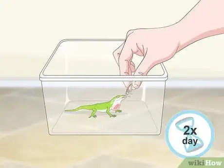 Imagen titulada Set up a Green Anole Tank Step 10