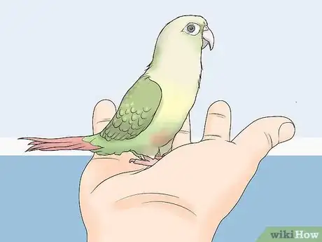 Imagen titulada Gain Your Bird's Trust Step 5