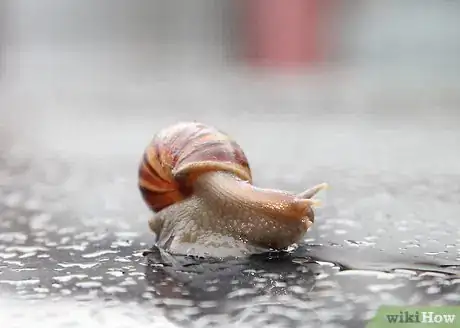 Imagen titulada Keep a Pet Snail Step 1