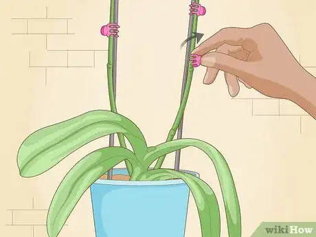 Imagen titulada Get Orchids to Rebloom Step 2