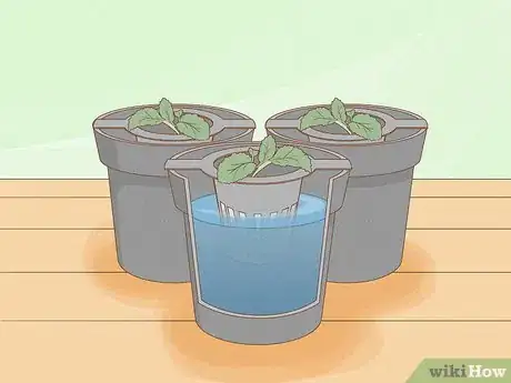 Imagen titulada Grow Plants Using Hydroponics Step 11