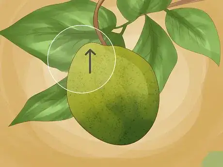 Imagen titulada Identify Lemon Tree Diseases Step 3