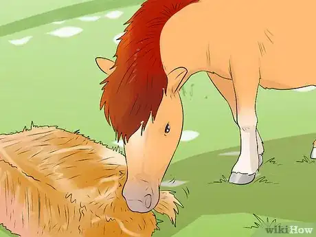 Imagen titulada Care for a Miniature Horse Step 5