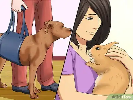 Imagen titulada Introduce a Dog and a Rabbit Step 8