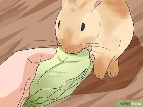 Imagen titulada Feed Your Rabbit the Right Greens Step 2