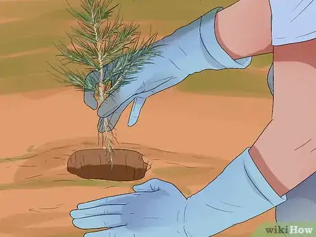 Imagen titulada Plant Cedar Trees Step 12