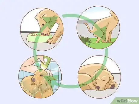 Imagen titulada Tell if Your Dog Is Depressed Step 20