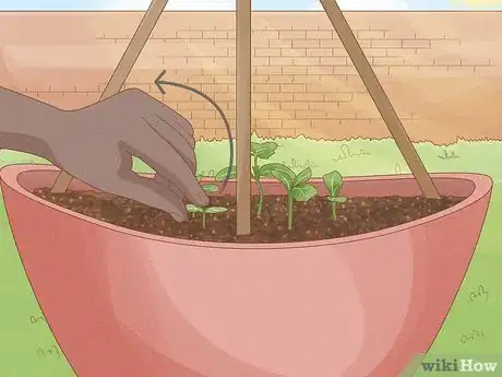 Imagen titulada Grow Cucumbers in Pots Step 16