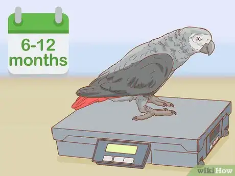 Imagen titulada Treat Respiratory Infections in African Grey Parrots Step 22