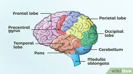 Imagen titulada Draw a Brain Step 14