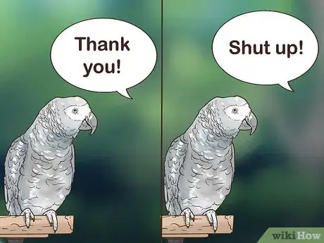 Imagen titulada Encourage an African Grey Parrot to Speak Step 4