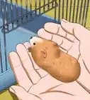 hacer que tu hamster confíe en ti