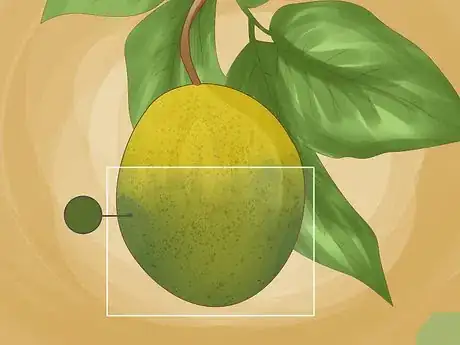 Imagen titulada Identify Lemon Tree Diseases Step 4