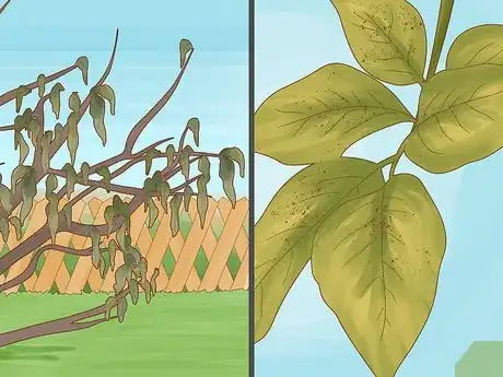 Imagen titulada Identify Lemon Tree Diseases Step 9