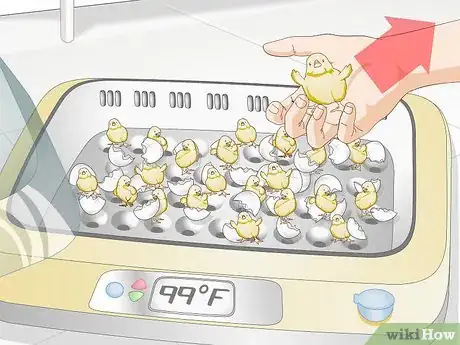 Imagen titulada Use an Incubator to Hatch Eggs Step 26