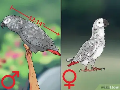 Imagen titulada Determine the Sex of African Grey Parrots Step 1