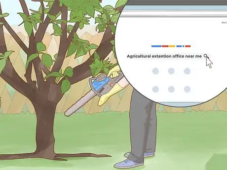 Imagen titulada Identify Lemon Tree Diseases Step 5