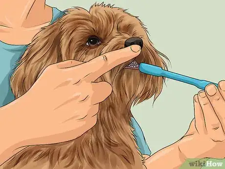 Imagen titulada Groom Your Yorkie Poo Step 10