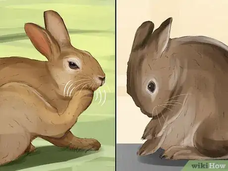 Imagen titulada Tell if Your Rabbit Is in Pain Step 11