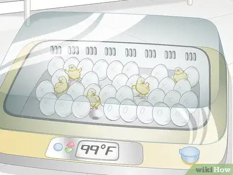 Imagen titulada Use an Incubator to Hatch Eggs Step 25