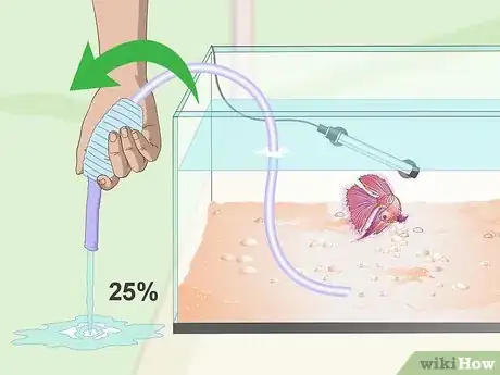 Imagen titulada Prevent and Treat Popeye in Betta Fish Step 1