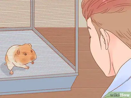 Imagen titulada Pick up a Hamster for the First Time Step 8