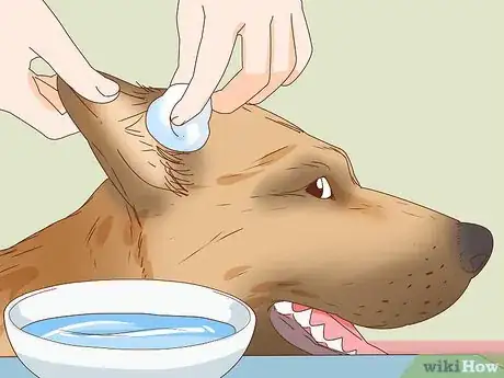 Imagen titulada Care for a Dog's Torn Ear Step 1